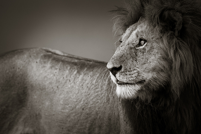 Lion by Tom Way